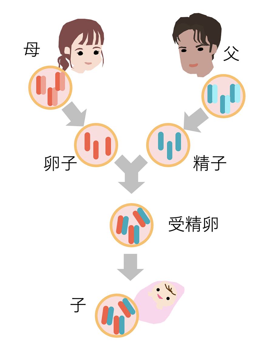 遺伝子 について 正しい の は どれ か