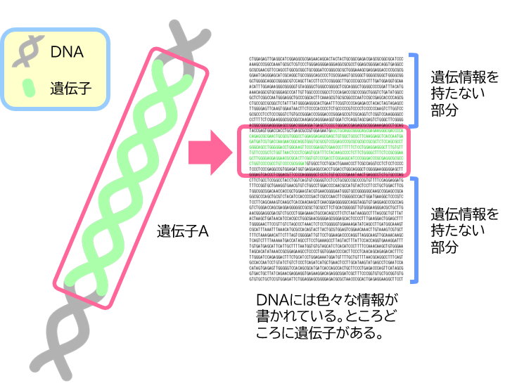 おしえてdnaチップ研究所 株式会社dnaチップ研究所