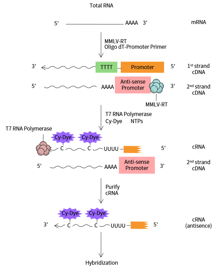 total rna