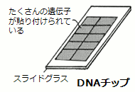 株式会社dnaチップ研究所