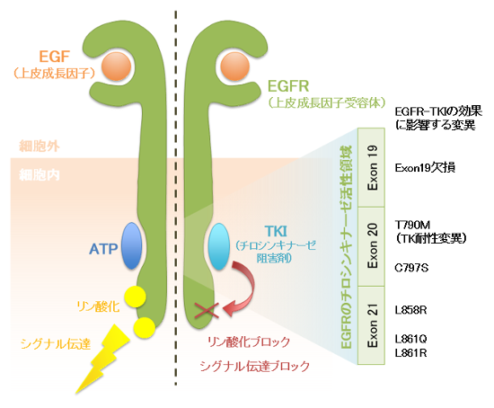 エピブラスト幹細胞