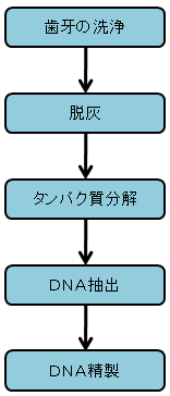 1.歯牙からの抽出 1.歯牙からの抽出