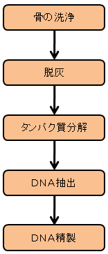 2.小さい骨または骨断片からの抽出 2.小さい骨または骨断片からの抽出